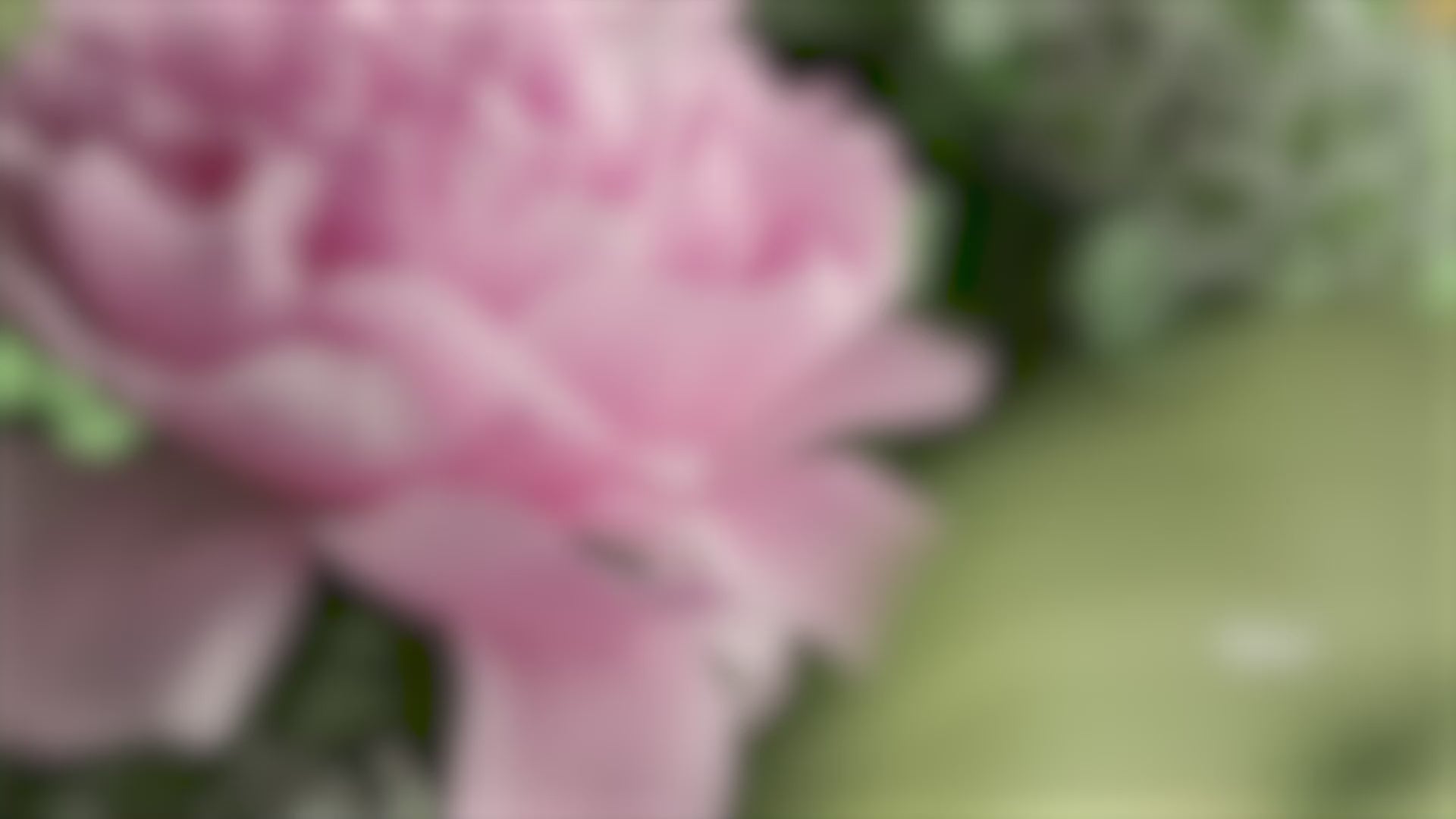 Womanizer Premium Eco